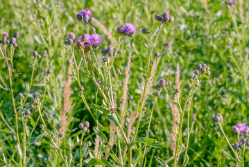 A Centaurea Scabiosa flower with buds,  also known as  greater knapweed, is growing in the meadow close to the Dnieper River in Kiev, Ukraine, under the warm summer sun