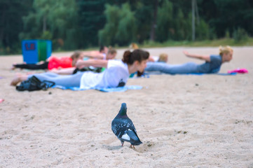 Fototapeta premium pigeon look on group of young people practicing yoga during the sunrise