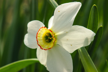 Macro flowers at spring