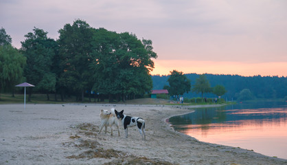 stray dogs on the beach playing around