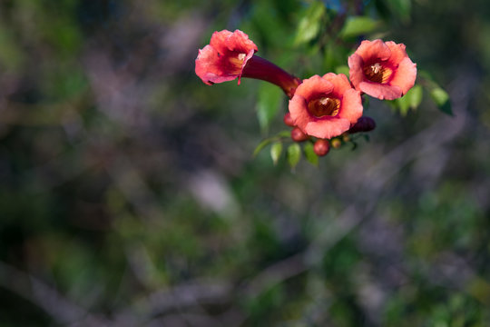 Red madame galen Vines Trumpet Flower growing in Florida