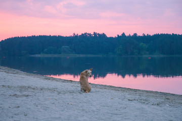 stray dogs on the beach playing around