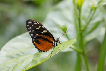 Fototapeta na wymiar Papillon sur feuille