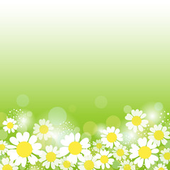 Summer background with daisies. Vector illustration.
