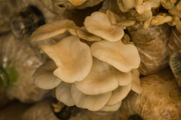 white mushroom