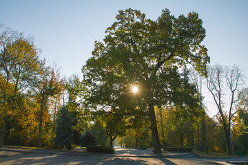 Autumn morning at park