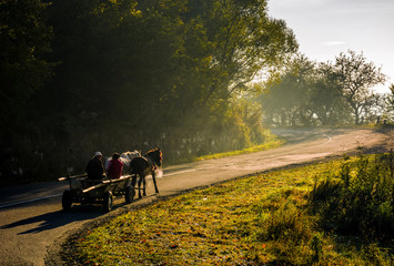 Obraz premium horse cart on serpentine on foggy morning
