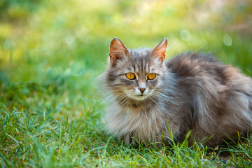 Naklejka na ściany i meble Siberian cat relaxing outdoor on the grass