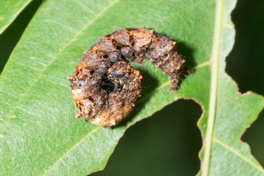 Raupenkot Bilder Durchsuchen 254 Archivfotos, und