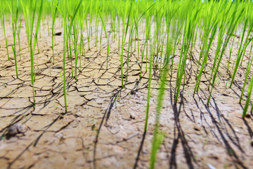Rice fields of drought. © tcareob72