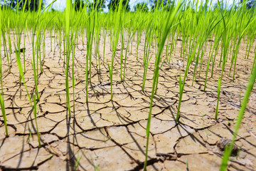 Rice fields of drought.