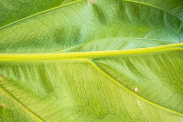 Leaves