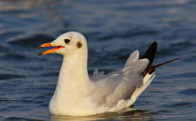 River Tern