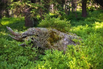 Dried stump with vegetation of lichen, moss and blueberry in spruce forest, national park Giant mountains, Czech republic.