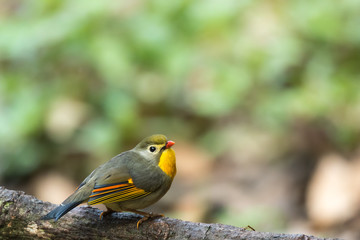 Red-billed Leiothrix Portrait, Sattal, Uttarakhand