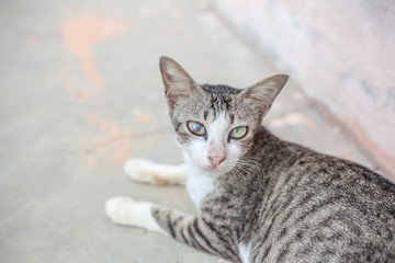 Obraz premium Sick cat with eye disease