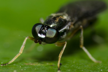 Naklejka premium grandes olhos