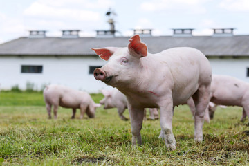 Portrait of a young piglet on breeding farm