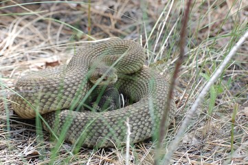 rattlesnake