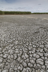 D&uuml;rre im Nationalpark Neusiedler See, Seewinkel