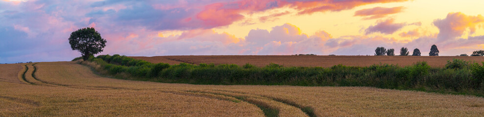 Obraz premium Lone Tree at Sunset