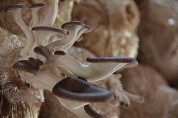 Mushrooms in the nursery Mushroom is a naturally occurring type of mushroom. Used to cook food to the body.
