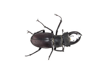Deer beetle on white background