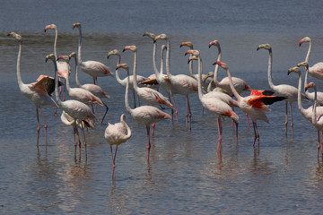 Fenicotteri nel parco naturale della Camargue