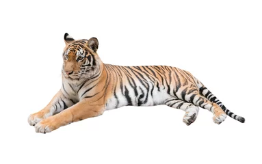 Crédence de cuisine en verre imprimé Tigre tigre du Bengale femelle isolé