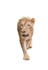 Obraz premium female lion isolated