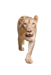 Obraz na płótnie Canvas female lion isolated