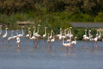 Fenicotteri nel parco naturale della Camargue