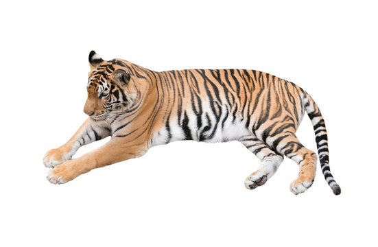 female bengal tiger isolated