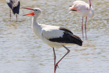 Cicogna in acqua