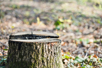 Fall season stump on blurred background