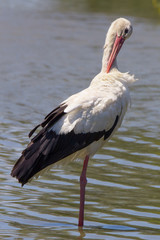 Cicogna in acqua
