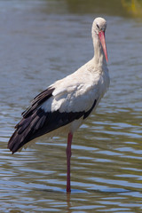 Cicogna in acqua