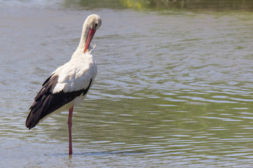 Cicogna in acqua