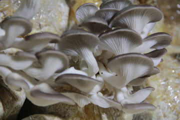 Mushroom cultivation in the nursery Mushrooms are naturally occurring plants that are beneficial to the body and can be eaten.