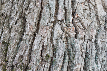 Fall season bark of a tree background