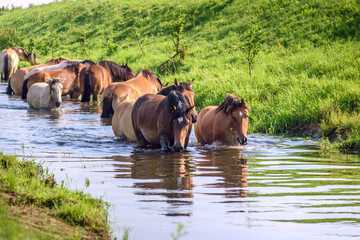 Horses in the water in the river