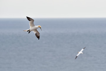 Flying northern gannet (Morus bassanus) seabird in the cliff of Helgoland island