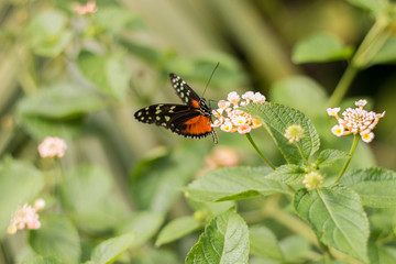 Papillon sur fleur 2