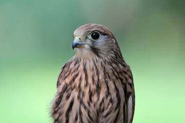 Turmfalke Portrait Hintergrund hell und unscharf