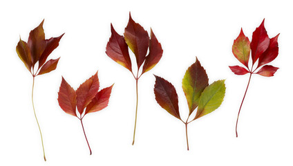 Fototapeta premium Fall oak leaves pattern isolated on white background