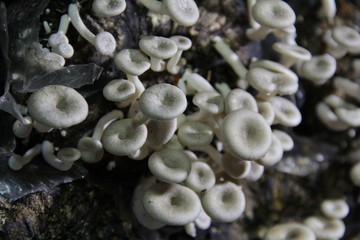 Mushroom cultivation in the nursery Mushrooms are naturally occurring plants that are beneficial to the body and can be eaten.