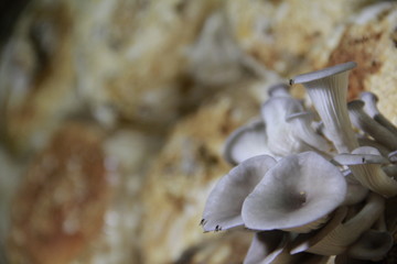 Mushroom cultivation in the nursery Mushrooms are naturally occurring plants that are beneficial to the body and can be eaten.