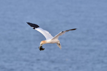 Obraz premium Flying northern gannet (Morus bassanus) seabird in the cliff of Helgoland island with piece of seaweed