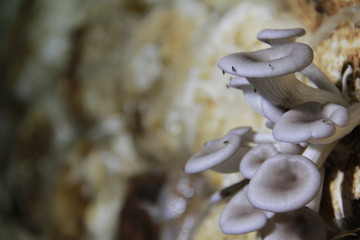 Mushroom cultivation in the nursery Mushrooms are naturally occurring plants that are beneficial to the body and can be eaten.