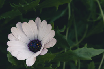 gerbera bianca